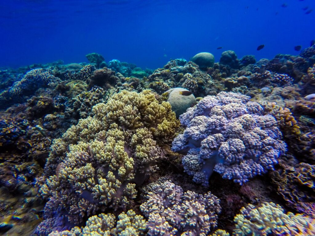 reverse coral bleaching