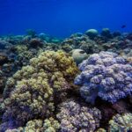 Reverse Coral Bleaching: Quick Proven Method Discovered