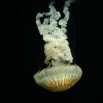 Space Jellyfish: The Amazing Phenomenon from SpaceX Launch
