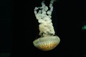 space jellyfish