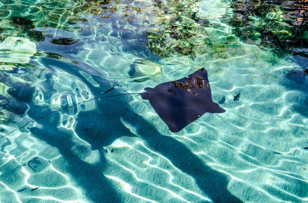 Ubuntu Stonking Stingray